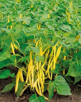 Strąki intensywnie żółte, proste, bezwłókniste i bardzo smaczne. Rośliny o mocnym systemie korzeniowym i silnych łodygach, bez tendencji do wylegania.