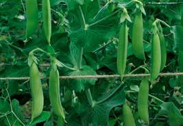 GROSZEK CUKROWY Groszek cukrowy NAIROBI Typ SNAP PEA Do spożycia jako młode strąki. Strąki są delikatne w smaku, bez łyka i nie mają wyściółki pergaminowej. Rośliny 60 100 cm.