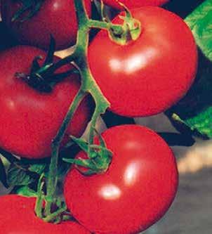 Do uprawy w tunelach wiosną i jesienią Silny system korzeniowy ułatwia uprawę w zmęczonych podłożach. Pomidory bez zielonej piętki bardzo dobrze wybarwione o doskonałym smaku.