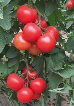 POMIDORY ŚREDNIOOWOCOWE Pomidor MALIBU F1 Tm.F.V.N. LS.L Od miana bardzo wczesna. Owoc 180 220 g. Roślina o dużym wigorze, silnym sys temie korzeniowym, ciągłym wzroście i wysokiej odporności.