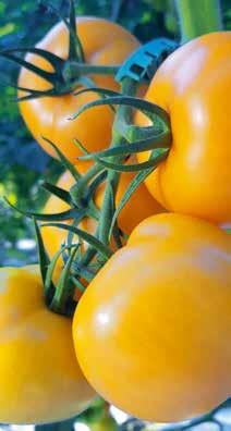 Odmiana o bardzo wysokim plonie handlowym, wyjątkowo atrakcyjnych i smacznych owocach. Pomidor PARICA F1 Tm.F.V.N.LS.L. Odmia na bardzo wczesna. Owoc 180 200 g.