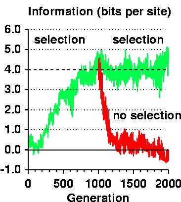 Gdyby nie było doboru 43 Schneider TD, 2000, Evolution of Biological