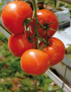 mięsisty Fizuma Fizuma jest odmianą średnioowocowego pomidora mięsistego o owocach okrągłych, lekko spłaszczonych. Przeciętna wielkość owocu wynosi 160-180 gramów.