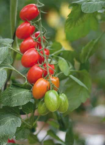 typu Plum typu San Marzano Vespolino Vespolino to odmiana, która wnosi do świata pomidorów nie tylko smak, ale i ciekawy wydłużony kształt typu Plum.