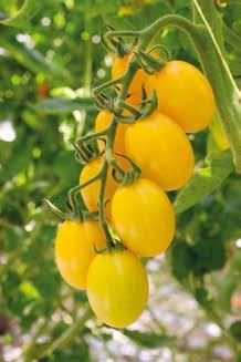 Grona prezentują się niezwykle atrakcyjnie tworząc 10-12 owoców o przeciętnej wielkości 25-30 gramów. Owoce są wyjątkowo trwałe i długo zachowują świeżość po zbiorze.