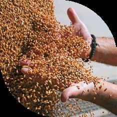 OBRÓT PŁODAMI ROLNYMI Rudnikagro Sp. z o.o. zajmuje się kompleksową obsługą branży rolnej. Prowadzimy skup zbóż i rzepaku w naszym magazynie, jak również odbieramy towar bezpośrednio od Klienta.