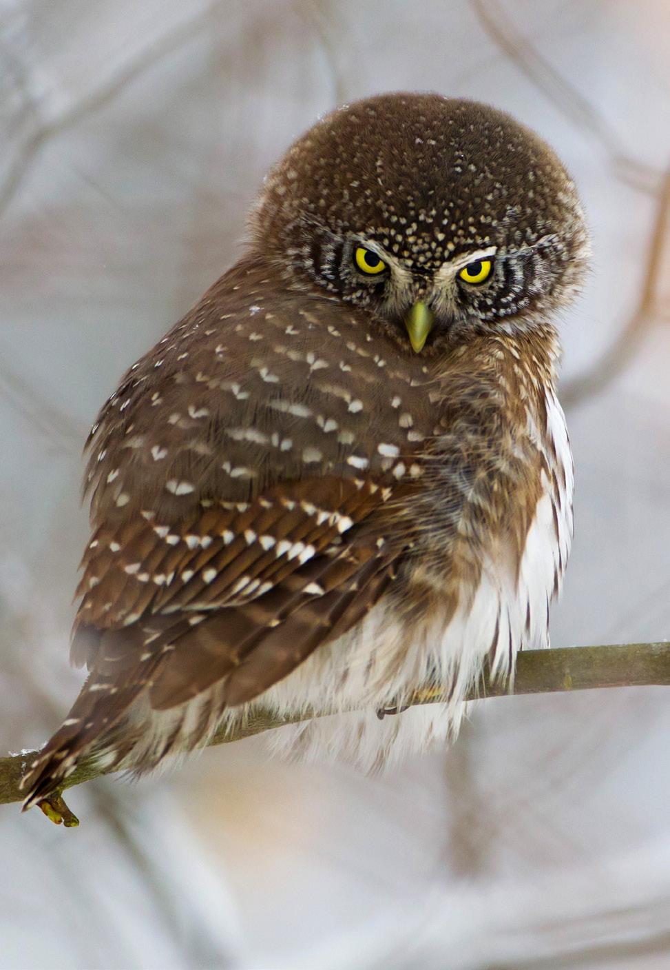 RAPORT 218 Monitoring sóweczki Glaucidium passerinum na