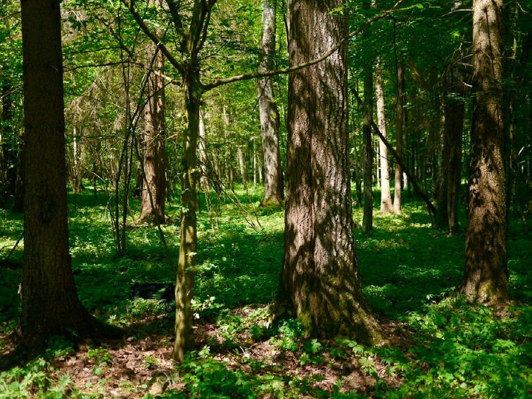 graniczy także z Białowieskim Parkiem Narodowym, a na południu z doliną rzeki Łutownia. Dominują tu lasy grądowe, zajmując niemal całą powierzchnię.