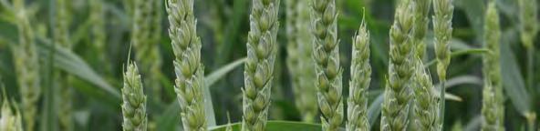 pszenica jara Tonika (E/A) termin kłoszenia średnio wczesny Rewelacyjna jakość ziarna!