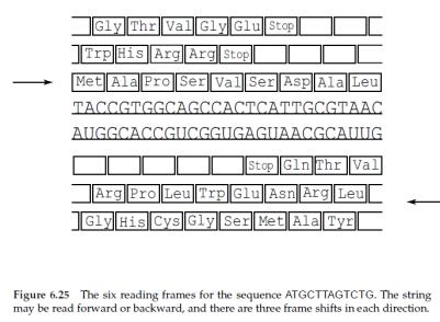 Problem: predykcja genu D. Makowiec: E: programowanie dynamiczne 55 I.Sensory zawartości: np.