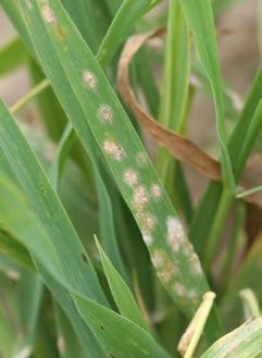 stan plantacji Mączniak prawdziwy Mączniak prawdziwy zbóż i traw może porażać zboża od fazy krzewienia jesiennego (oziminy) począwszy aż do dojrzewania.