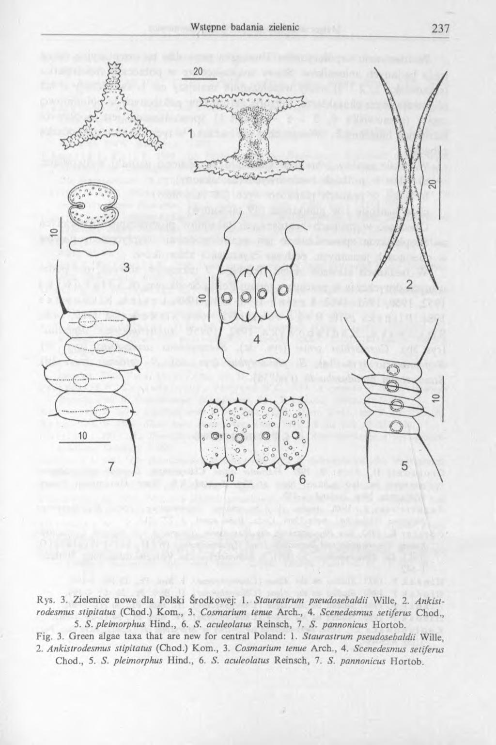 Rys. 3. Zielenice nowe dla Polski Środkowej: 1. Staurastrum pseudosehaldii Wille, 2. Ankistrodesmus stipitatus (Chod.) K om., 3. Cosmarium tenue Arch., 4. Scenedesmus setiferus Chod., 5. S. pleimorphus Hind.