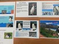 pingwinów, cechy charakterystyczne ptaków oraz poszczególne
