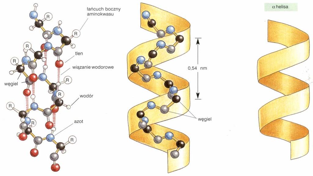 Struktury drugorzędowe Struktury drugorzędowe: α helisa (α helix) - stabilizowana wiązaniami wodorowymi w helisie β struktura (β sheet) - stabilizowana wiązaniami wodorowymi z inną β