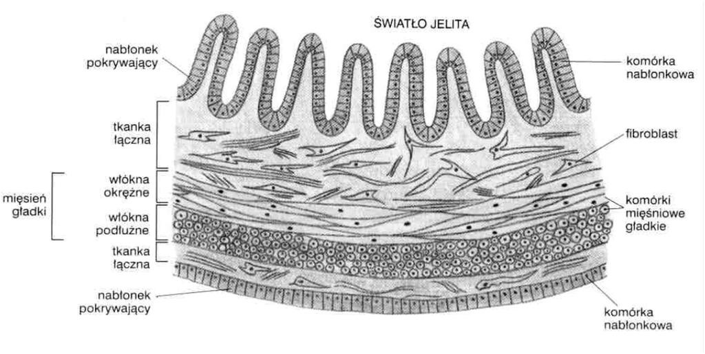 glejowe, krwi, śródbłonka; okresowo -makrofagi, leukocyty Narządy (organy) Przekrój przez ścianę