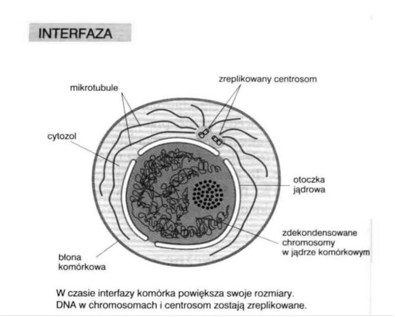 Interfaza (G1, S,