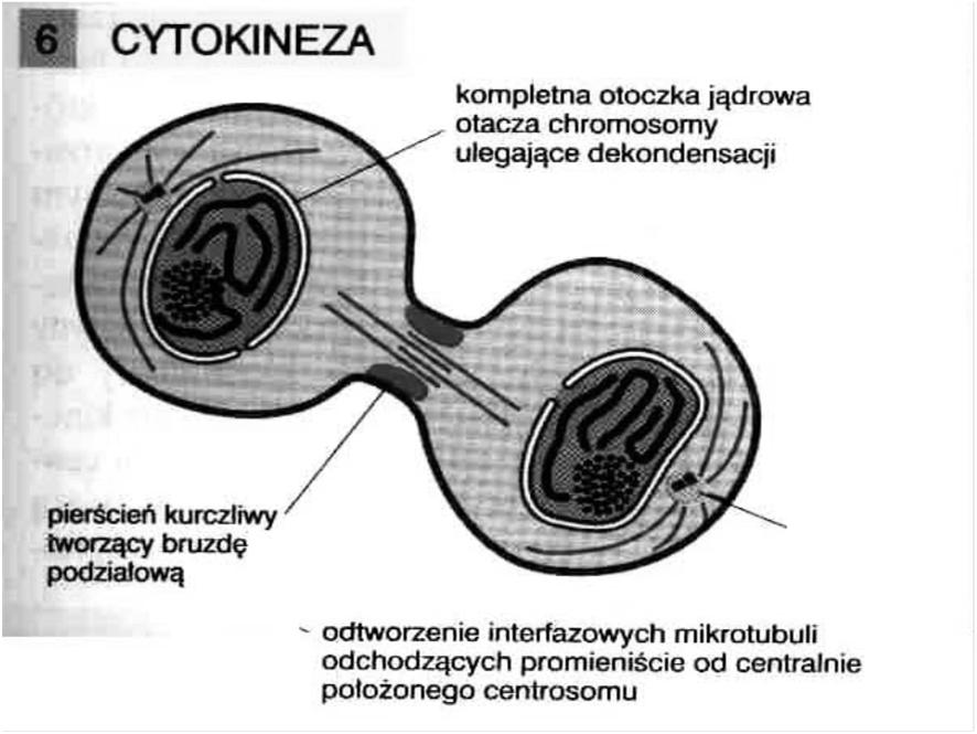 telofaza