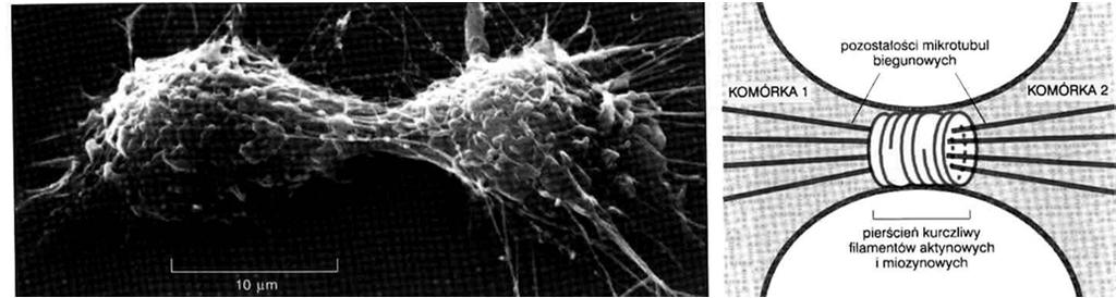 Cytokineza w komórkach zwierząt - połoŝenie