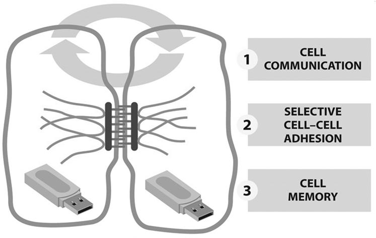 Czynniki zapewniające organizację i strukturalną stabilność tkanek KOMUNIKACJA KOMÓRKOWA WYBIÓRCZE PRZYLEGANIE KOMÓREK PAMIĘĆ KOMÓRKOWA 1.