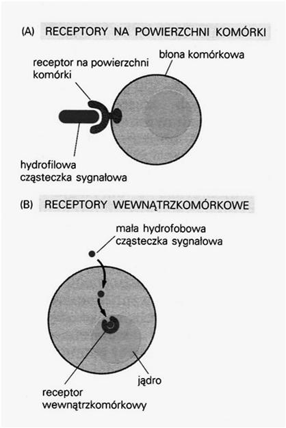 hydrofilowe małe, hydrofobowe aktywują enzymy wewnątrzkomórkowe wiąŝą się z receptorami wewnątrzkom. np.