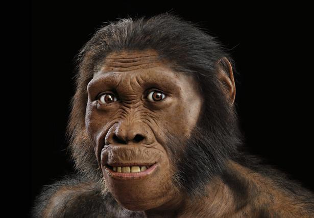 Australopithecus sediba