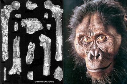 Orrorin tugenensis } Odkrycie: 2001 } Ok. 5-6 mln. lat temu } Czy był przodkiem ludzi? } Jeżeli tak, to czy Australopithecus był boczną linią?