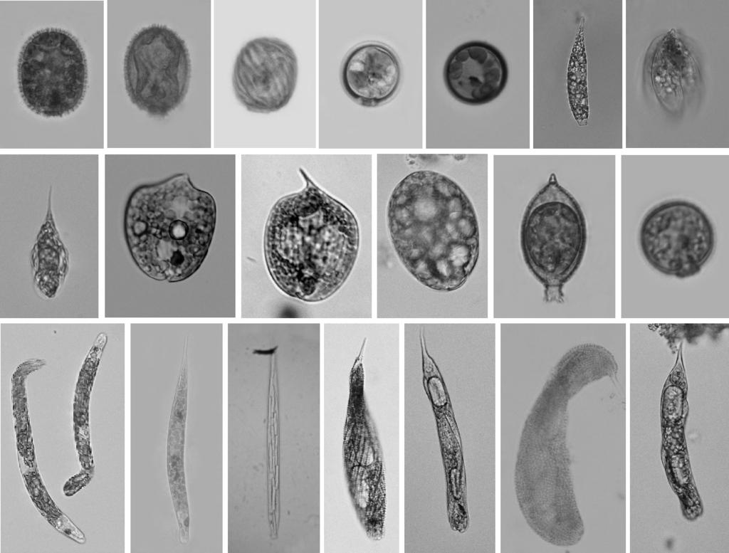 288 Fragm. Florist. Geobot. Polon. 24(2), 2017 Ryc. 24 43 (Figs 24 43). 24. Euglena adhaerens; 25. Lepocinclis acus; 26. L. cyclidiopsis; 27. L. fusca; 28. L. oxyuris; 29. L. spirogyroides; 30. L. tripteris; 31.