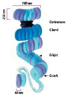 Prążek C Chromatyna nie kondensuje równomiernie!