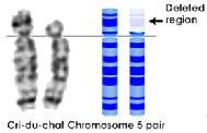 CHROMOSOMOWE- DUPLIKACJE