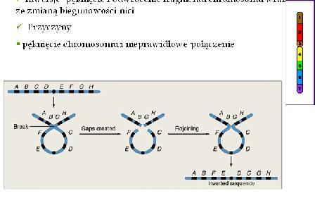 MUTACJE CHROMOSOMOWE- INWERSJE Inwersje- pęknięcie i odwrócenie fragmentu chromosomu wraz ze zmianą biegunowości nici Przyczyny pęknięcie