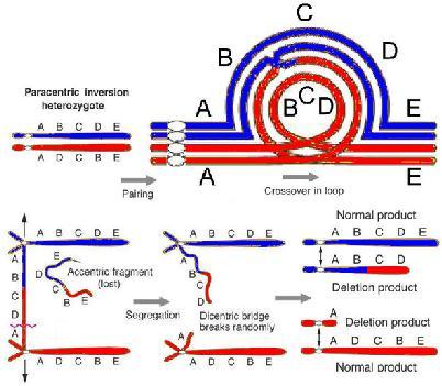 pericentryczne w obrębie centromeru W obu przypadkach wystąpienie inwersji umożliwia zajście crossing over między chromosomami