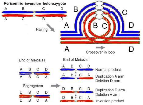 MUTACJE CHROMOSOMOWE- TRANSLOKACJE Translokacja-