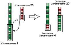 danej pary chromosomów homologicznych lub
