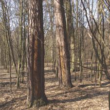 Spały żywiczarskie na sosnach (fot. G. Rączka) Photo 2. Resin blazes on pine trees 126 I. Patalan, G. Rączka, P.