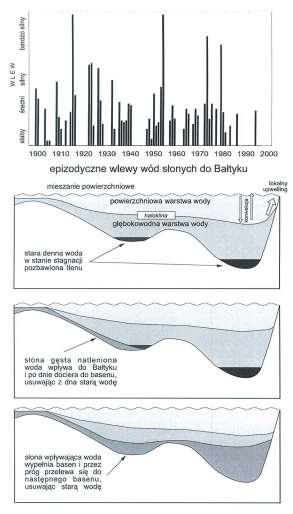 Wlewy zasolonych, dobrze natlenionych wód