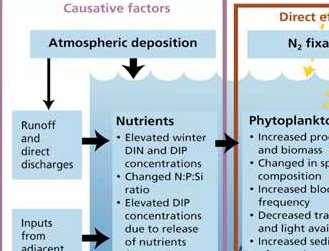 Konceptualny schemat eutrofizacji strzałki pokazują interakcję pomiędzy