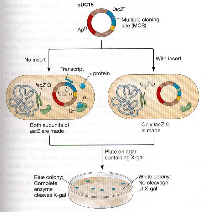 Szczep gospodarza bakteryjnego do klonowania molekularnego ma specjalne właściwości!