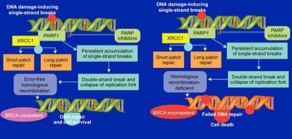 Inhibitory PARP jako regulatory naprawy DNA BRCA bez mutacji