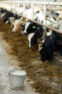 dawce pokarmowej, a także niedobory związków biologicznie czynnych. Żywienie krów a poziom mocznika w mleku Poza zawartością tłuszczu i białka ważnym składnikiem mleka dla hodowcy jest mocznik.