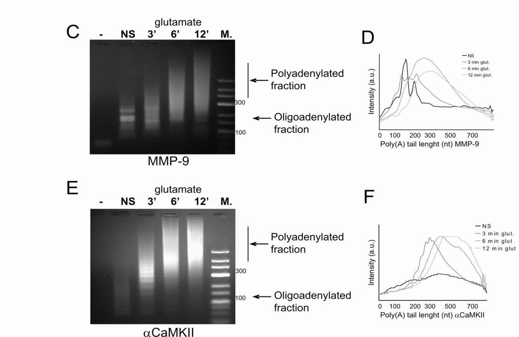 MMP-9 polyadenylation measured by PAT ssay in synaptoneurosomes after glutamate stimulation A PolyA I CPE I CPE II PolyA II PolyA III STOP MMP-9 CDS 3 UTR B CPE I R.