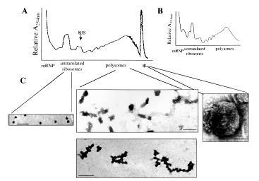 Polysomal