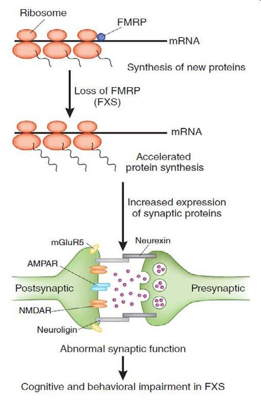 Local translation of MMP-9 is regulated by FMRP MMP-9