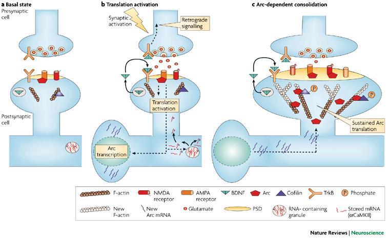 A model of Arc-dependent LTP