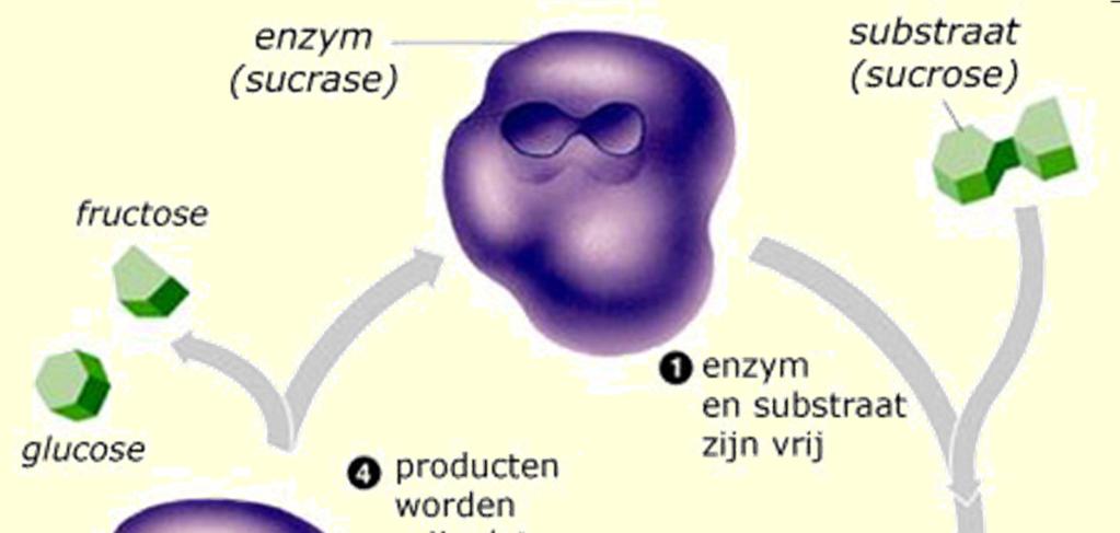 enzym amylaza substrat: