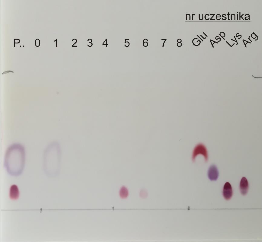 Zadanie A.2 (0 14 pkt) Chromatogram frakcji zebranych z kolumny ocena płytki chromatograficznej (0 7 pkt): 0,5 pkt za każdą prawidłowo naniesioną próbkę (P, 0. 8., Glu, Asp, Lys, Arg).