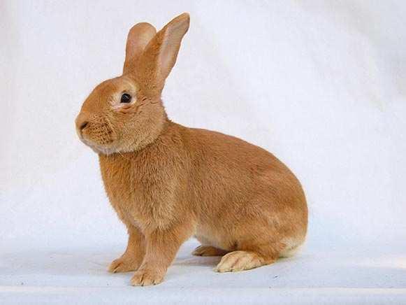 Manfred Uglorz Burgundzki Skrót: Bu Genotyp: AA bb CC DD GG y1y1 Waga: od 3,50 kg do 4,25 kg Pochodzene Od pewnego czasu w Polsce, wśród hodowców królików rasowych stał się popularny królik rasy