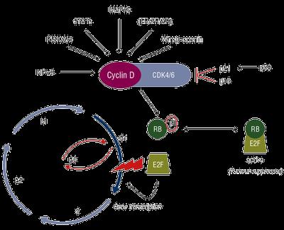 CDK 4/6 u chorych na raka piersi Wzrost HR(+) raka piersi związany jest z aktywnością cykliny D1 Cyklina D1 aktywuje CDK4/6 powodując przejście z fazy G1 do S cyklu