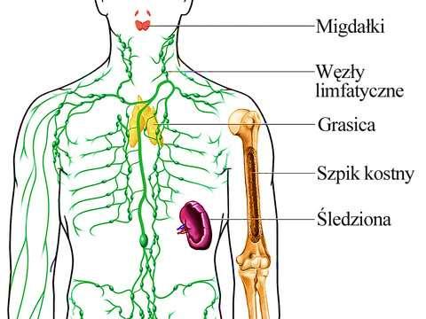 13 Metoda badawcza: - Sztuczne systemy immunologiczne wtórne organy limfatyczne - tj.