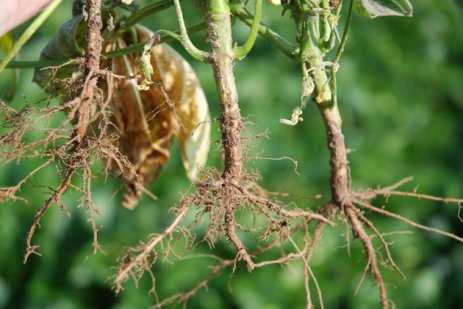 Zabiegi agrotechniczne ograniczające nasilenie choroby: unikać upraw w monokulturze, przestrzegać 5-6 letniej przerwy w uprawie fasoli na tym samym stanowisku,