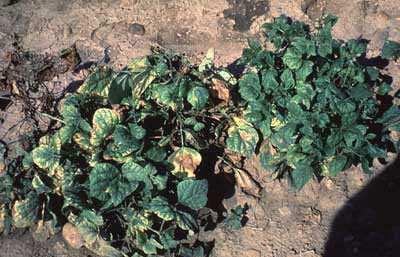 usuwanie z pola chorych roślin, jak najszybciej po pojawieniu się objawów chorobowych, niszczenie chorych roślin (np.
